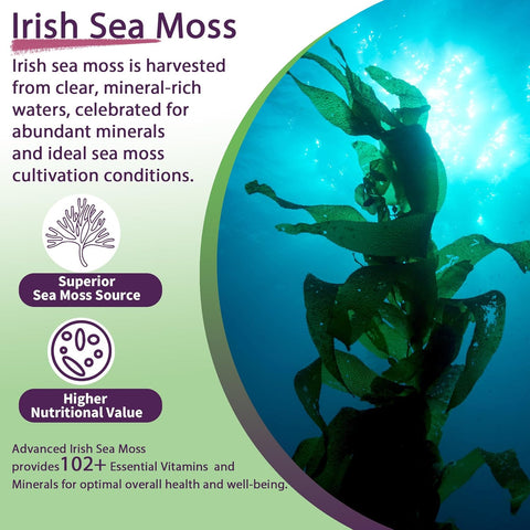 Sea Moss Supplement 5000mg | Sugar Free Sea Moss Gummies